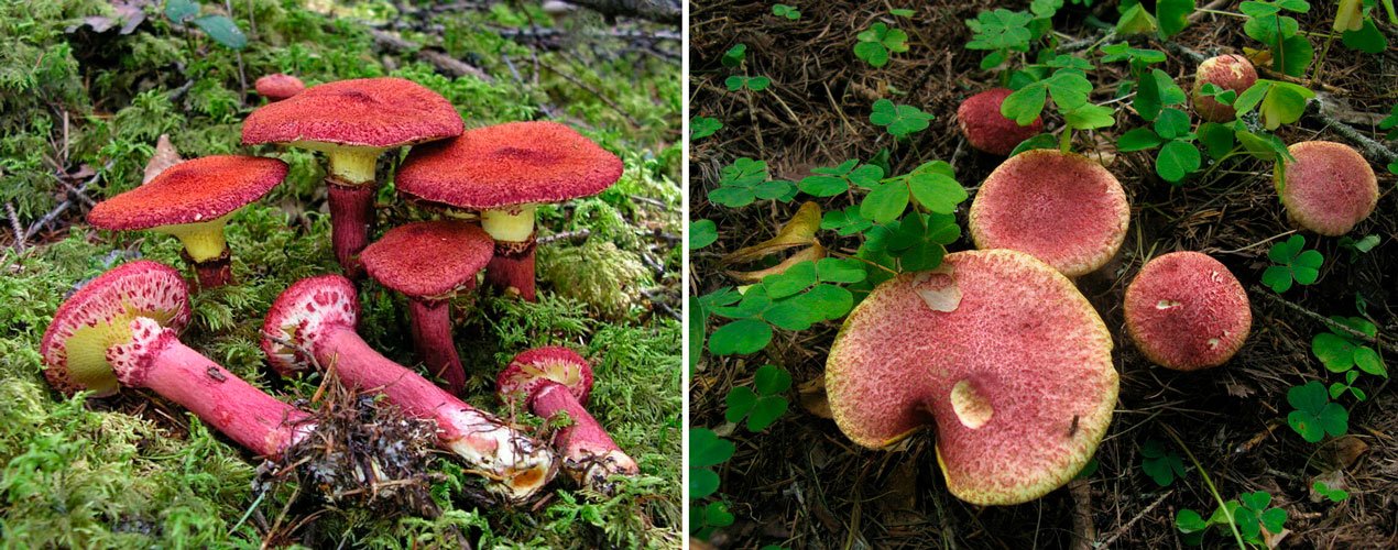 Подболотник гриб їстівний | де росте болетин болотний